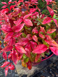 2 Gallon Nandina Firepower R585