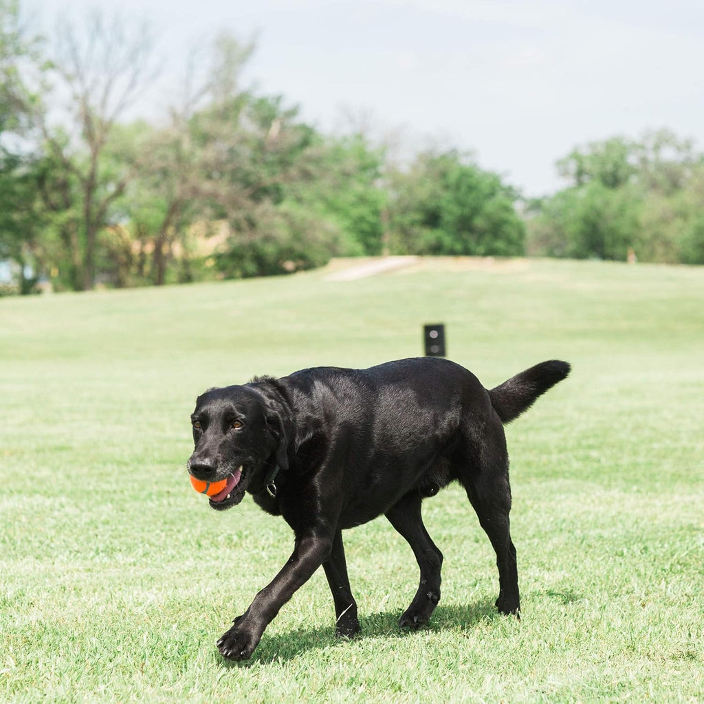 Medium 2.5 Inch Diameter Dog Tennis Ball Pack of 2 T679