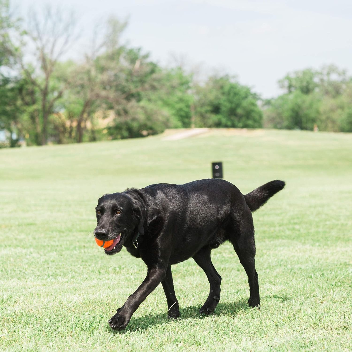 Medium 2.5 Inch Diameter Dog Tennis Ball Pack of 2 T679