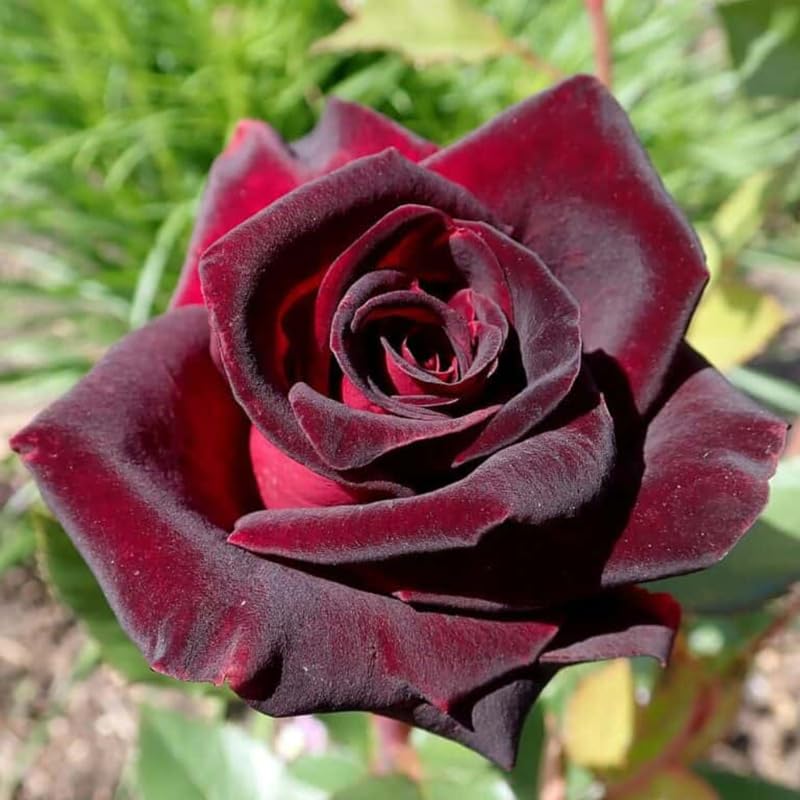 Pink Rose Bush Live Plant U6673