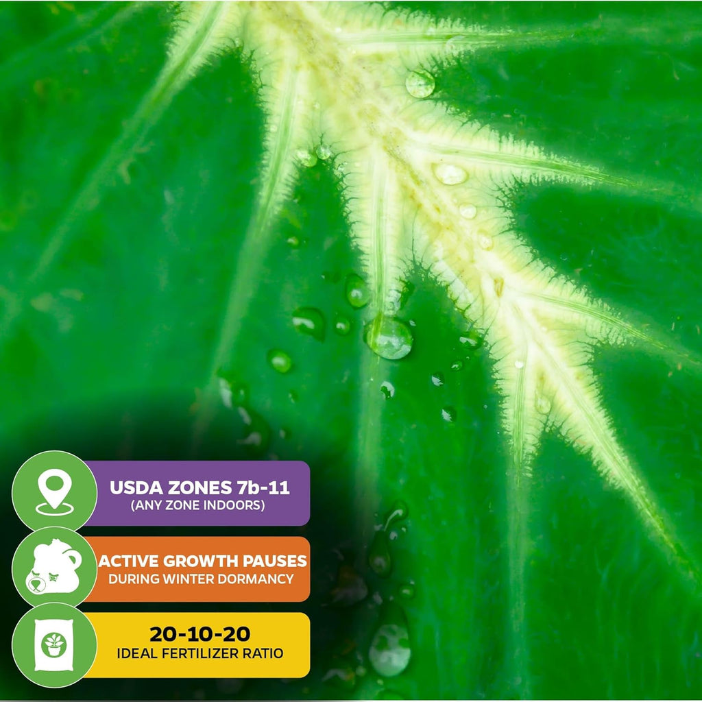 Elephant Ear Live Plant B240086