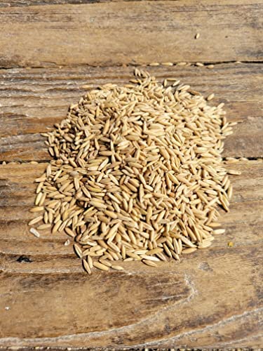 Feed Grade Oats, 50 lb X325