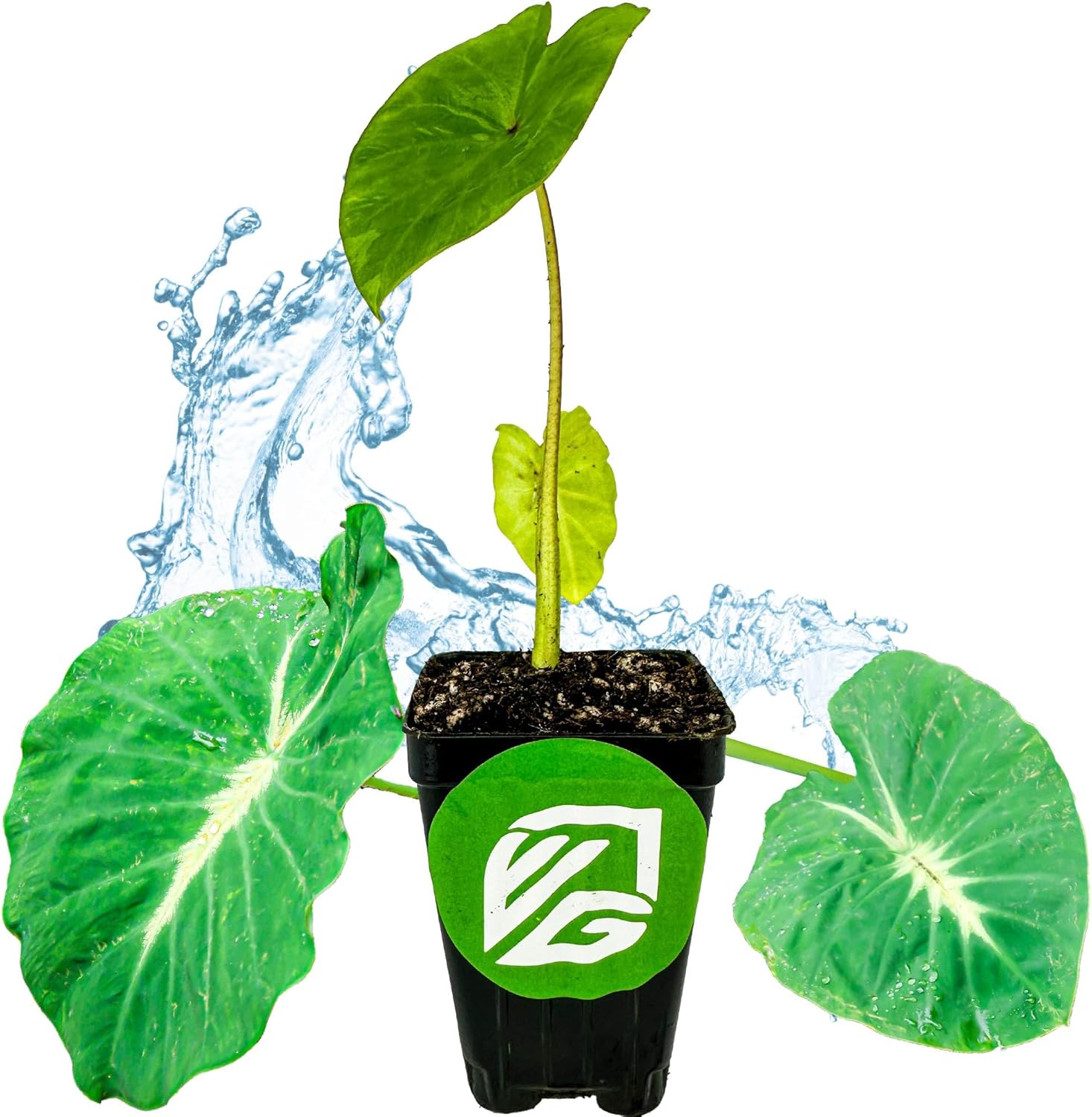 Elephant Ear Live Plant B240086
