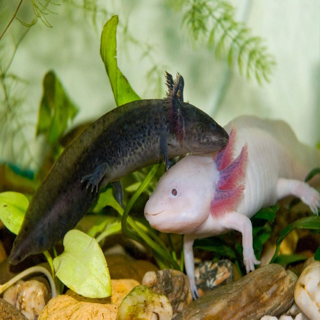 3-lb Soft Moist Sinking Crumbles Axolotl Food Q96796