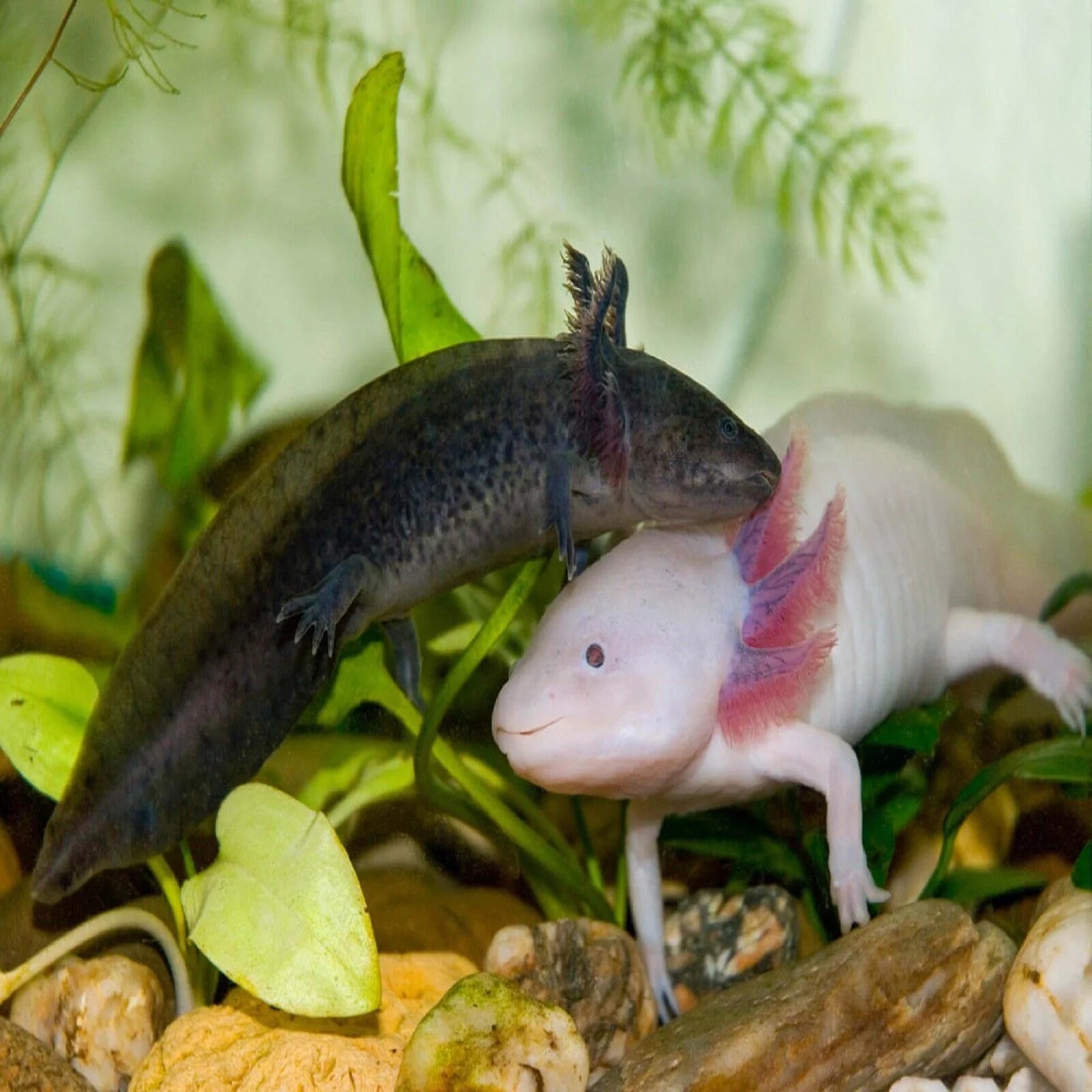 3-lb Soft Moist Sinking Crumbles Axolotl Food Q96796