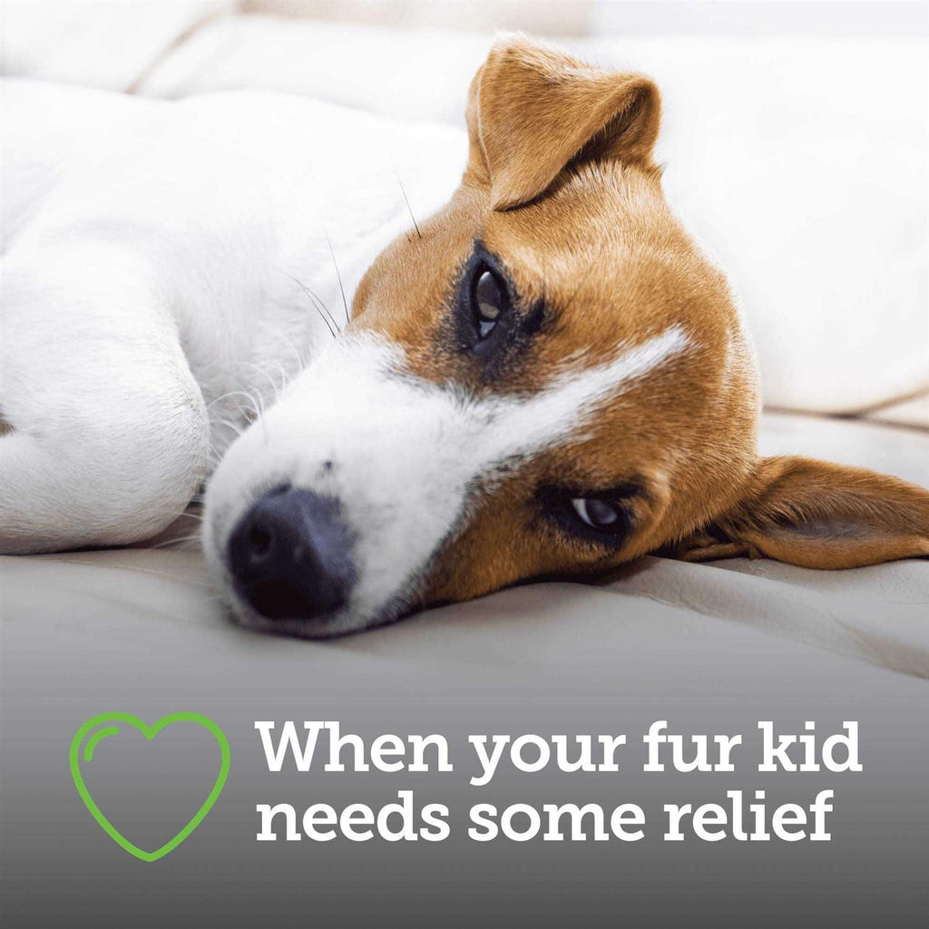 Canine Aspirin W80375