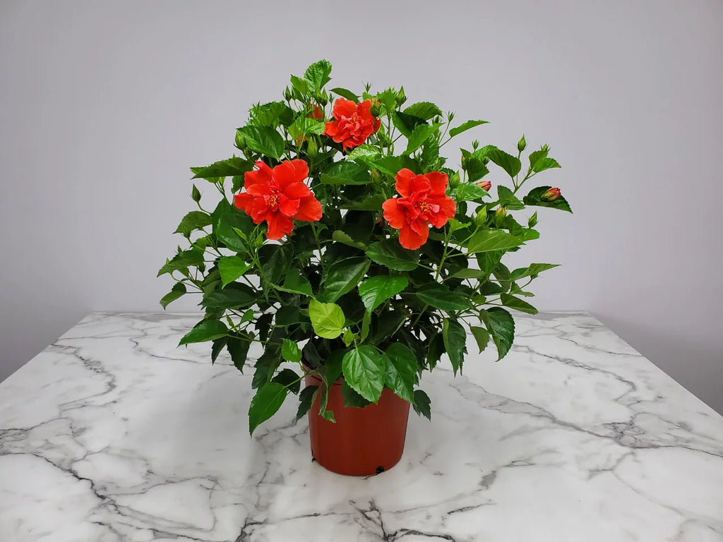 24" to 28" Live Double Red Hibiscus Bush Outdoor Plant V3833