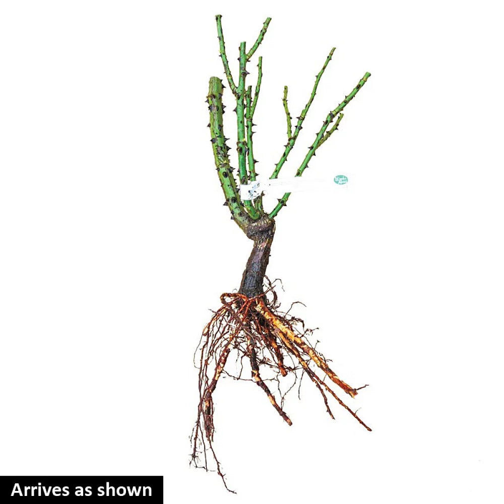 Hybrid Tea Rose Bush - Bare Root A7695