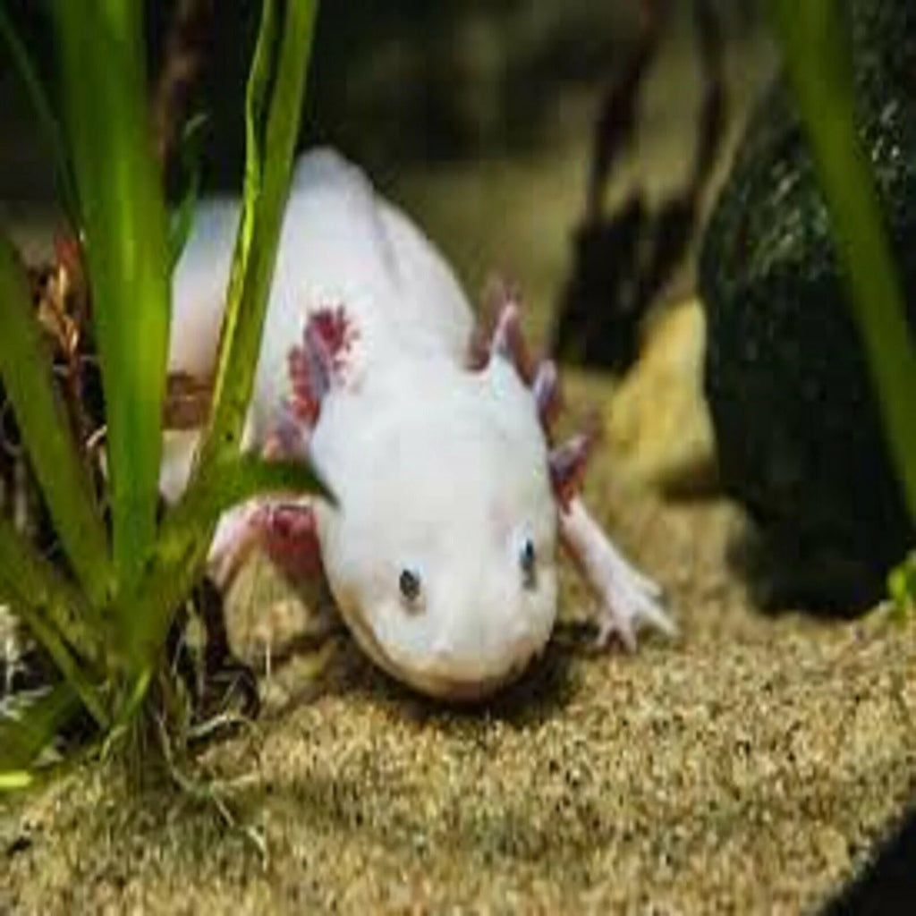 3-lb Soft Moist Sinking Crumbles Axolotl Food Q96796