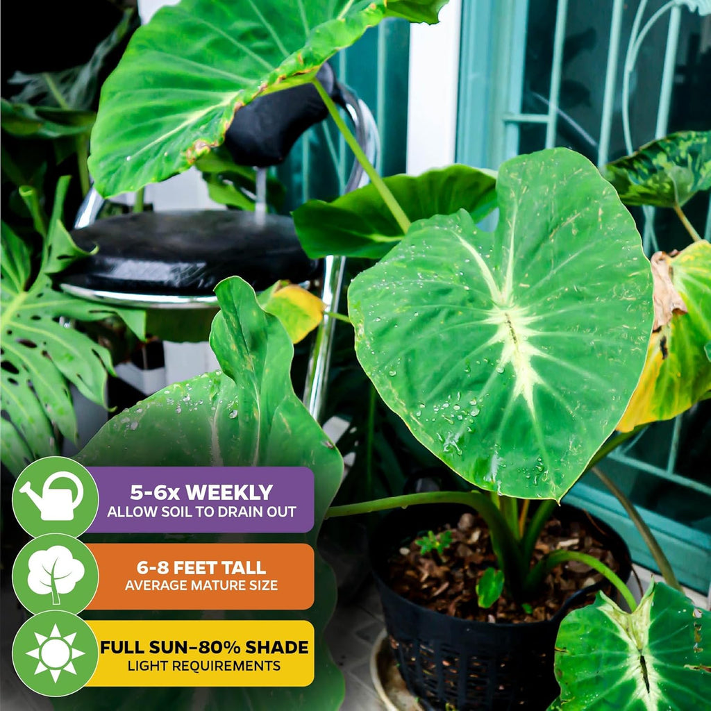Elephant Ear Live Plant B240086