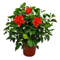 24" to 28" Live Double Red Hibiscus Bush Outdoor Plant V3833