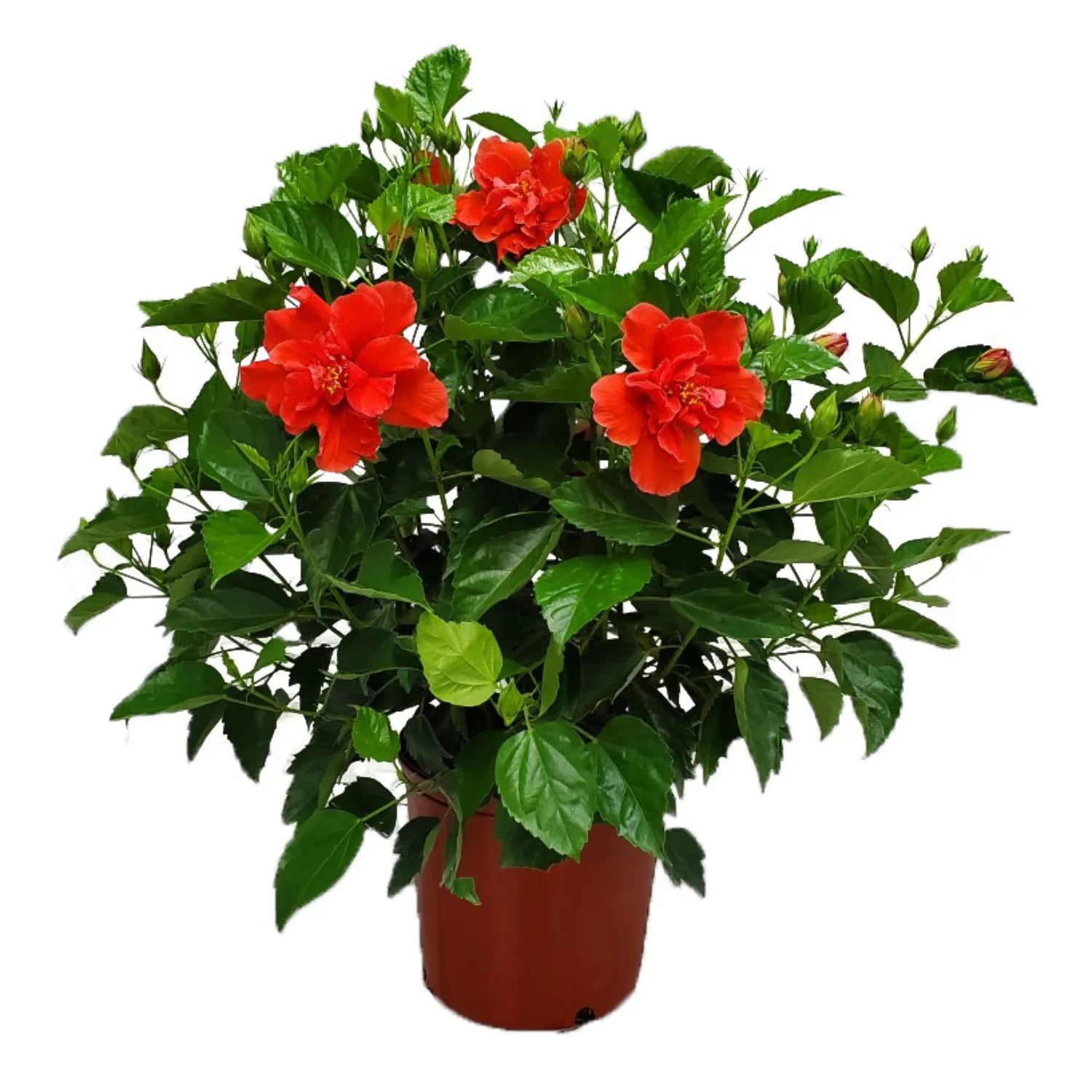 24" to 28" Live Double Red Hibiscus Bush Outdoor Plant V3833