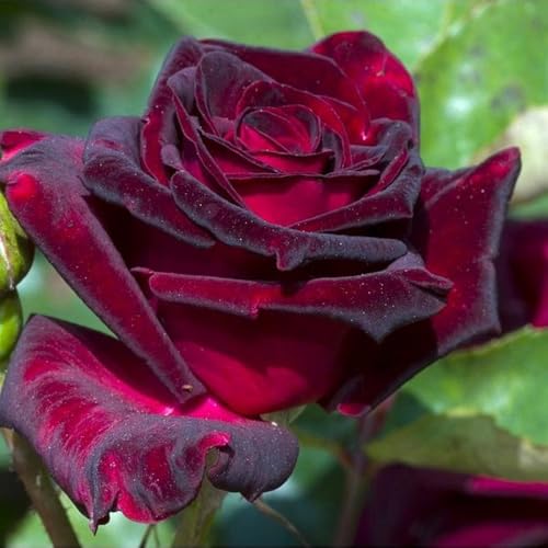 Pink Rose Bush Live Plant U6673