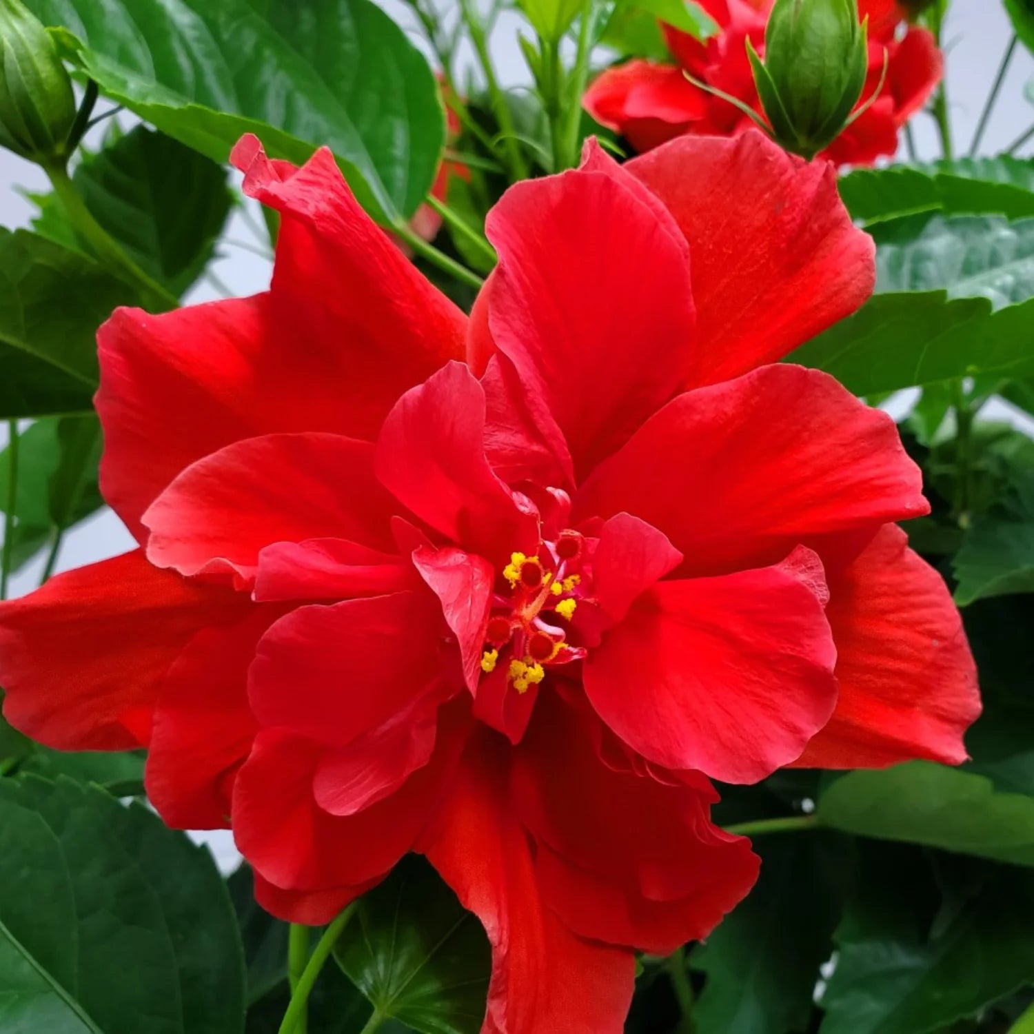 24" to 28" Live Double Red Hibiscus Bush Outdoor Plant V3833