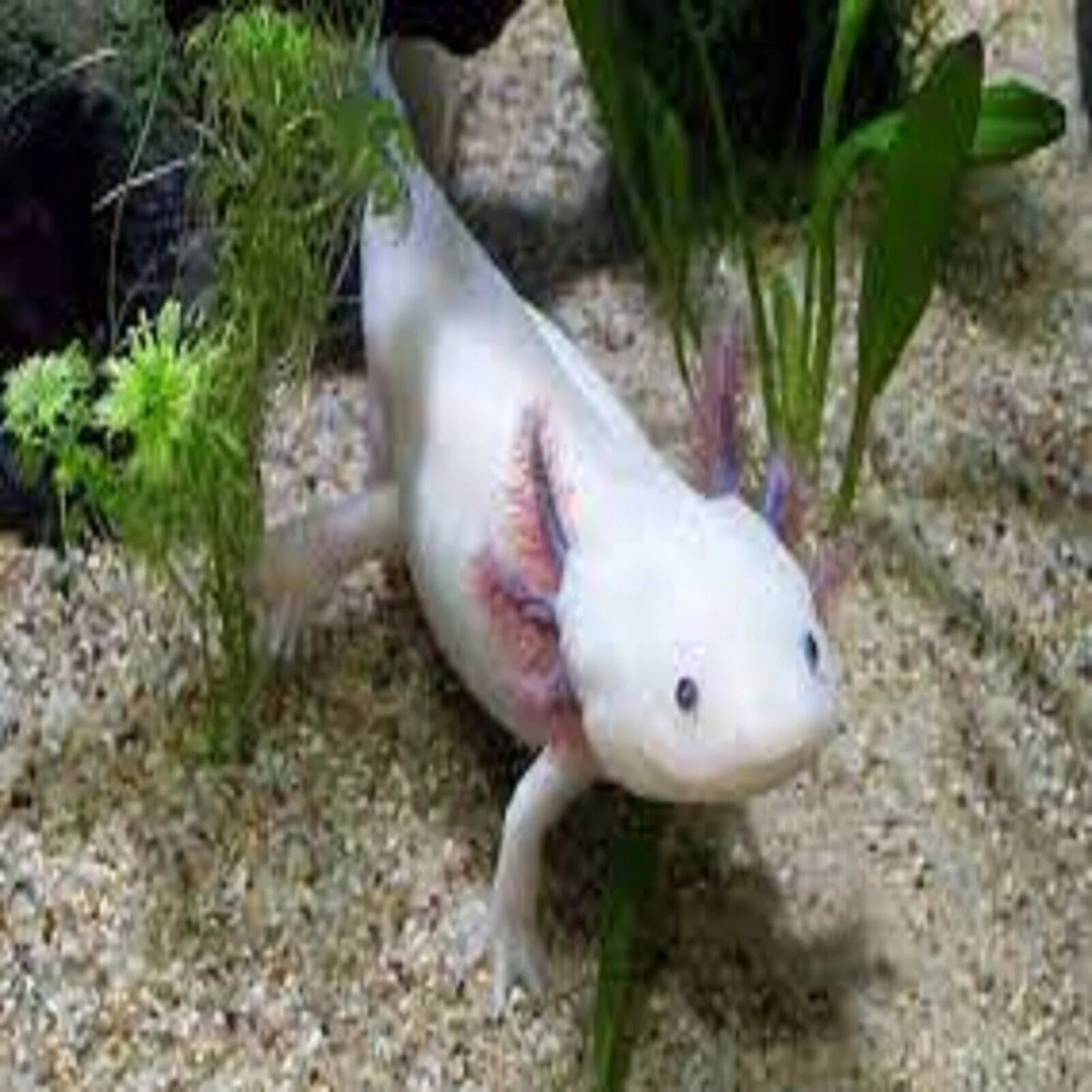 3-lb Soft Moist Sinking Crumbles Axolotl Food Q96796