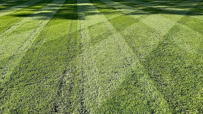 10 lbs Turf-Type Tall Fescue Grass Seed K67443