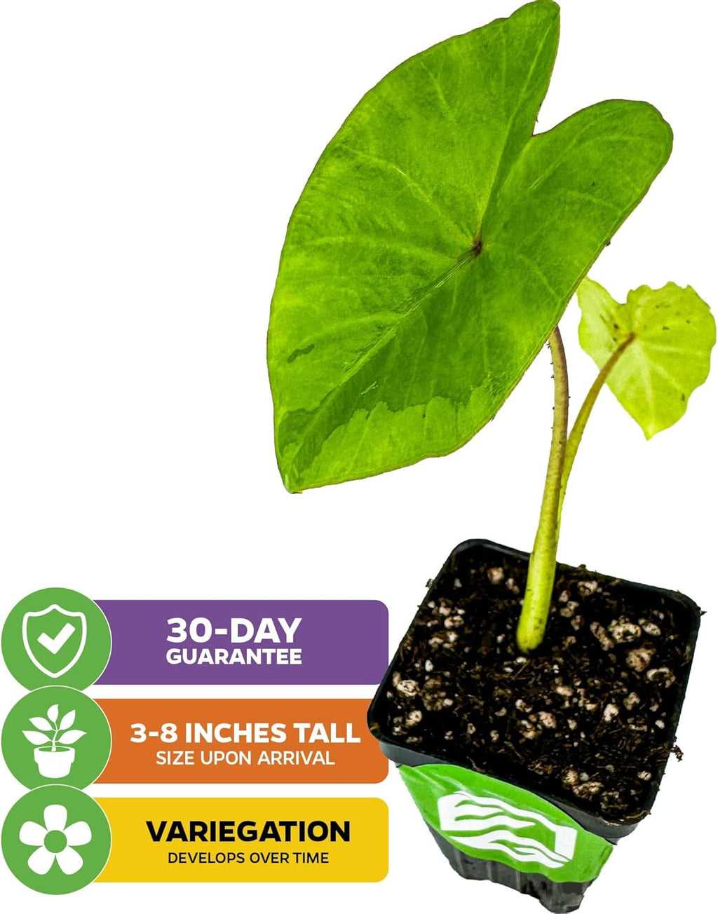 Elephant Ear Live Plant B240086