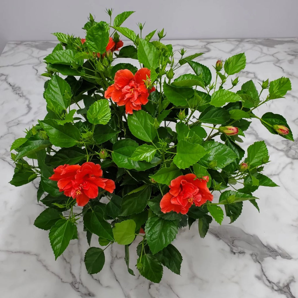 24" to 28" Live Double Red Hibiscus Bush Outdoor Plant V3833