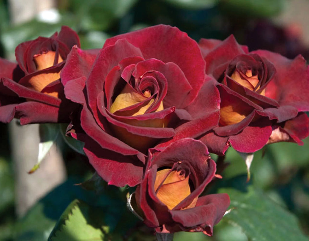 Hybrid Tea Rose Bush - Bare Root A7695