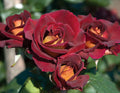 Hybrid Tea Rose Bush - Bare Root A7695
