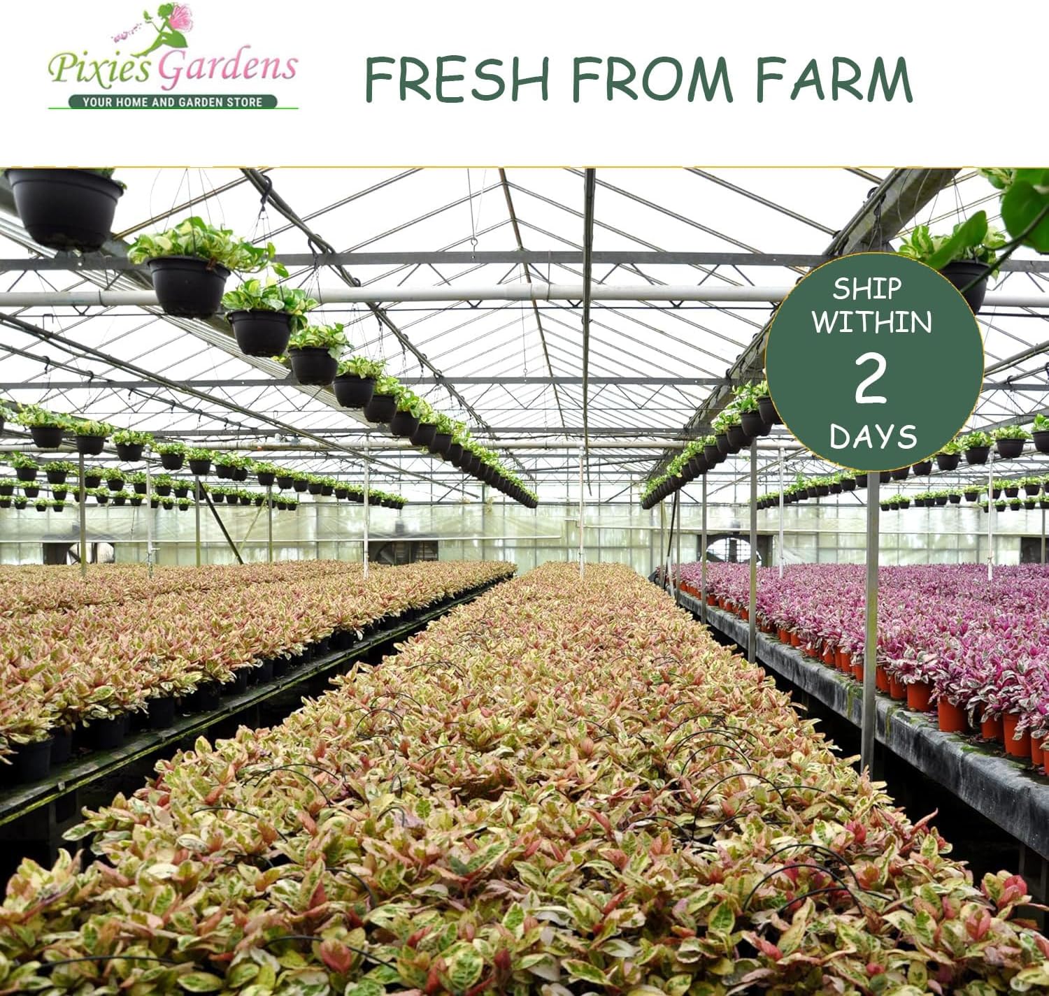 2 Gallon Nandina Firepower R585