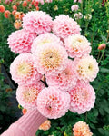 2 Bulbs Decorative Outdoor Garden Plant R256