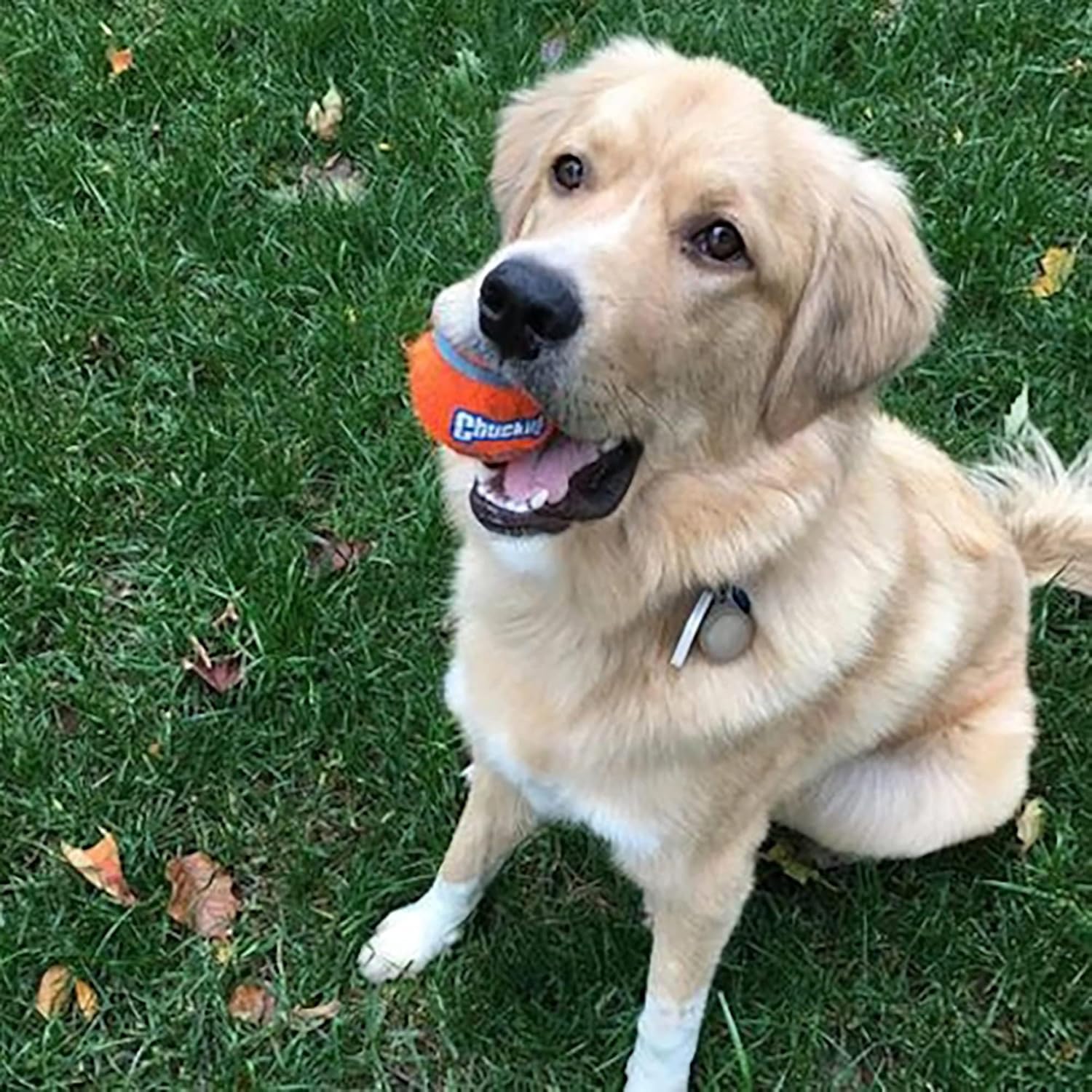 Medium 2.5 Inch Diameter Dog Tennis Ball Pack of 2 T679
