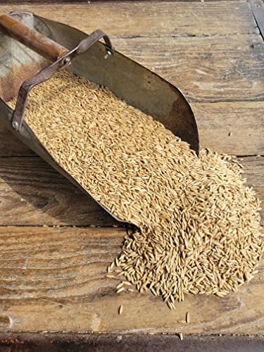 Feed Grade Oats, 50 lb X325