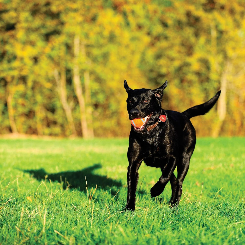 Medium 2.5 Inch Diameter Dog Tennis Ball Pack of 2 T679