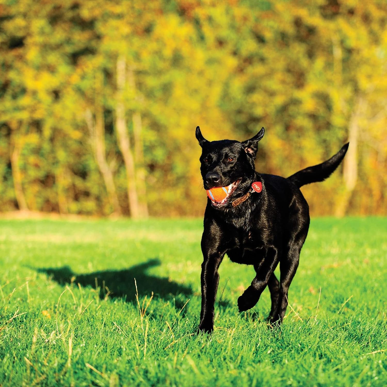 Medium 2.5 Inch Diameter Dog Tennis Ball Pack of 2 T679