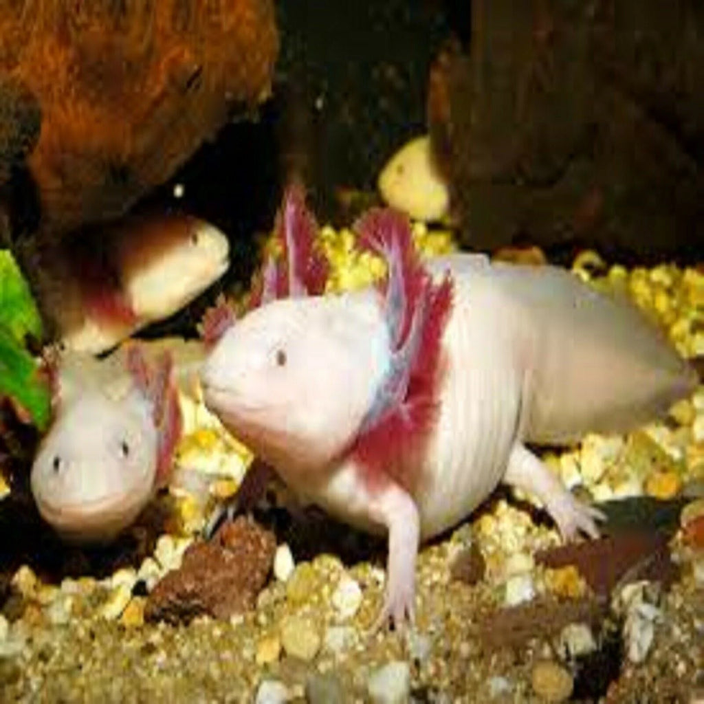 3-lb Soft Moist Sinking Crumbles Axolotl Food Q96796
