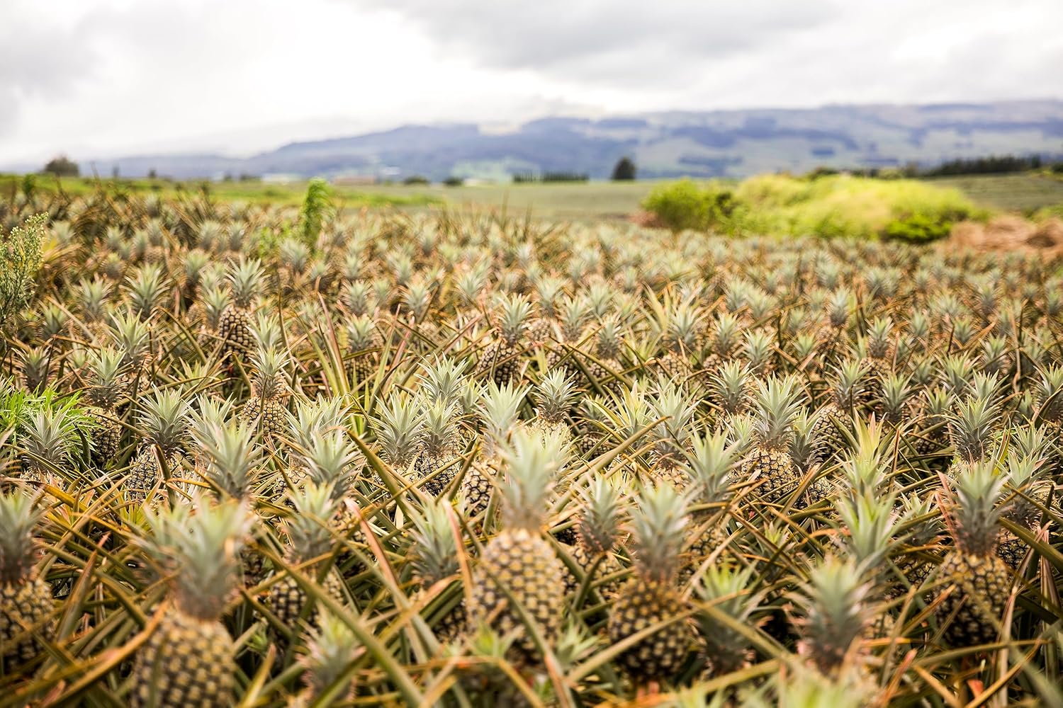 Pineapple U627938