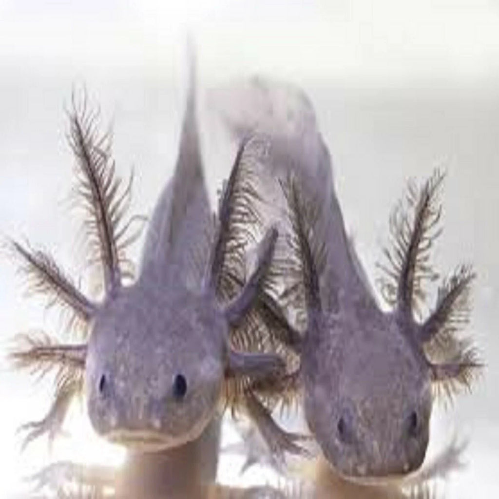 3-lb Soft Moist Sinking Crumbles Axolotl Food Q96796
