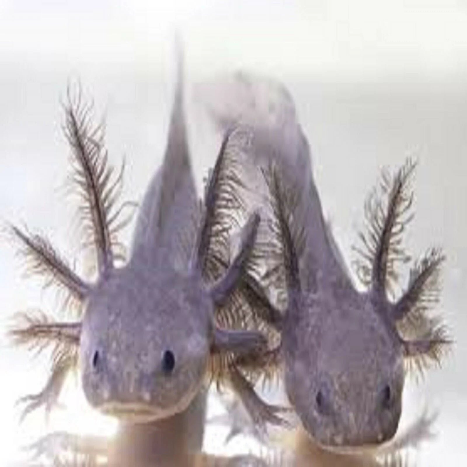 3-lb Soft Moist Sinking Crumbles Axolotl Food Q96796